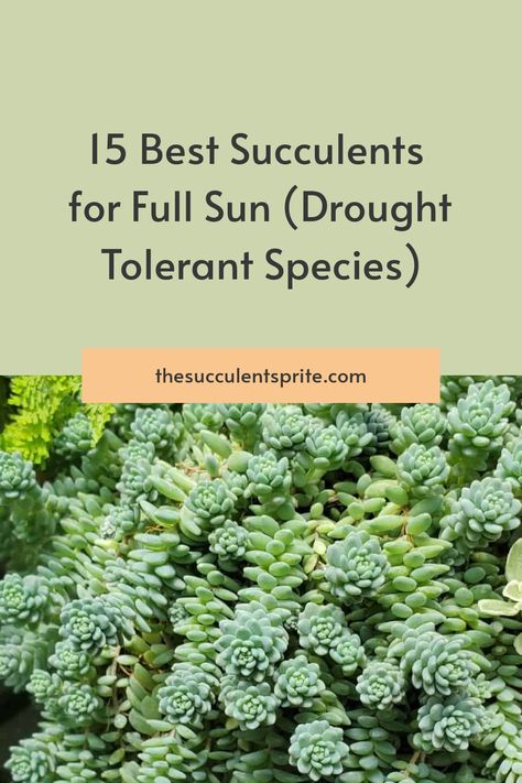 Tropical Succulent Garden, Best Succulents For Outdoors, How To Plant Succulents Outdoors, Succulents That Like Full Sun, Full Sun Succulents Drought Tolerant, Plants For Zone 9b Drought Tolerant, Full Sun Rock Garden Plants, Drout Tolerant Plants, Full Sun Drought Tolerant Plants Zone 9