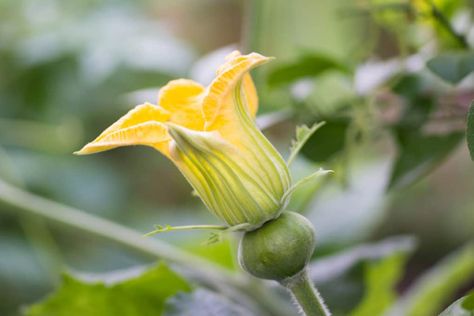 Watermelon Vines, Mom Core, Fruits Bowl, Watermelon Flower, Watermelon Plant, Flowers Aesthetic, Juicy Fruit, Plant Growth, Growing Flowers