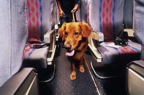 Flying With Pets, Psychiatric Service Dog, Emotional Support Dog, Support Dog, Emotional Support Animal, Kid Friendly Travel Destinations, Service Dog, Dog Training Obedience, Service Animal