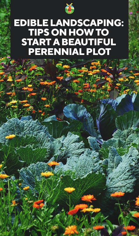 Edibles like fruit and nut trees, herbs, and perennial vegetables take a lot of work to get started. However, unlike an annual vegetable garden that will require daily tending, setting up perennial edible landscaping only need occasional maintenance once established. Here are tips to get you started! Plantarea Legumelor, Perennial Vegetables, Permaculture Gardening, Survival Gardening, Edible Landscaping, Landscaping Tips, Food Supply, Food Garden, Edible Plants