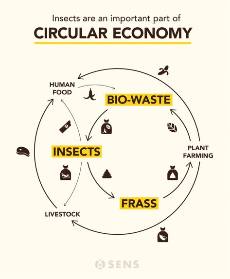 Cricket Farm Tour – Is It Safe and Hygienic? – Sens Foods Raising Crickets For Food, Raising Crickets, Cricket Farm, Cricket Life Cycle, Cricket Farming, Edible Insects, History Of Cricket, Plant Insects, Agricultural Practices