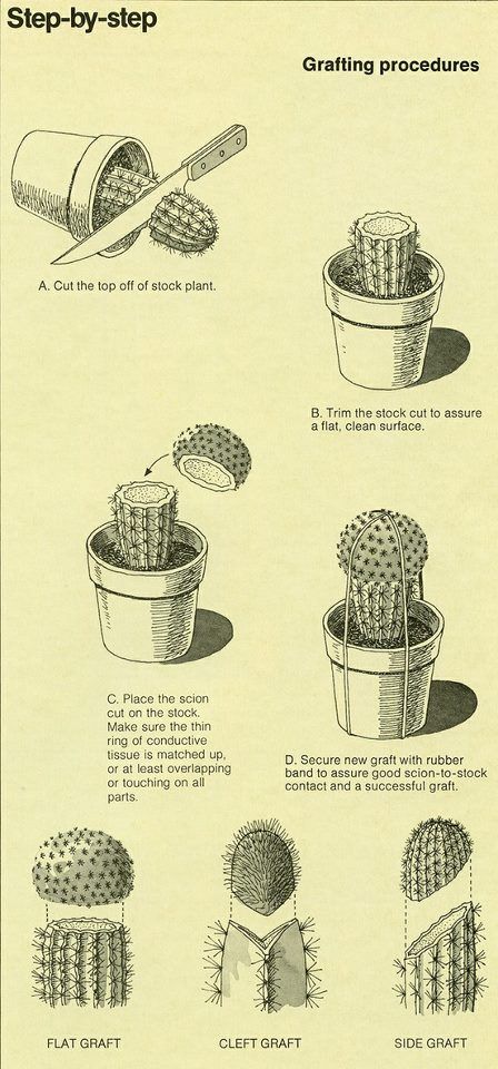 Grafting succulents Step-by-step Types Of Cactus Plants, Types Of Cactus, Kaktus Dan Sukulen, Cactus Planta, Succulent Gardening, Cactus Y Suculentas, Cactus Garden, Cactus And Succulents, Succulents Garden