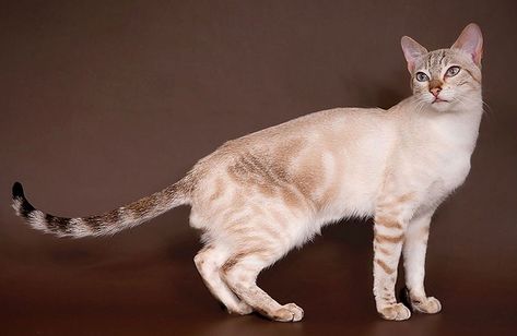 Sokoke Cat, Purebred Cats, Rare Cat Breeds, Kitty Pics, Wc Design, Cat Anatomy, Tree Cat, Rare Cats, Cat Oc