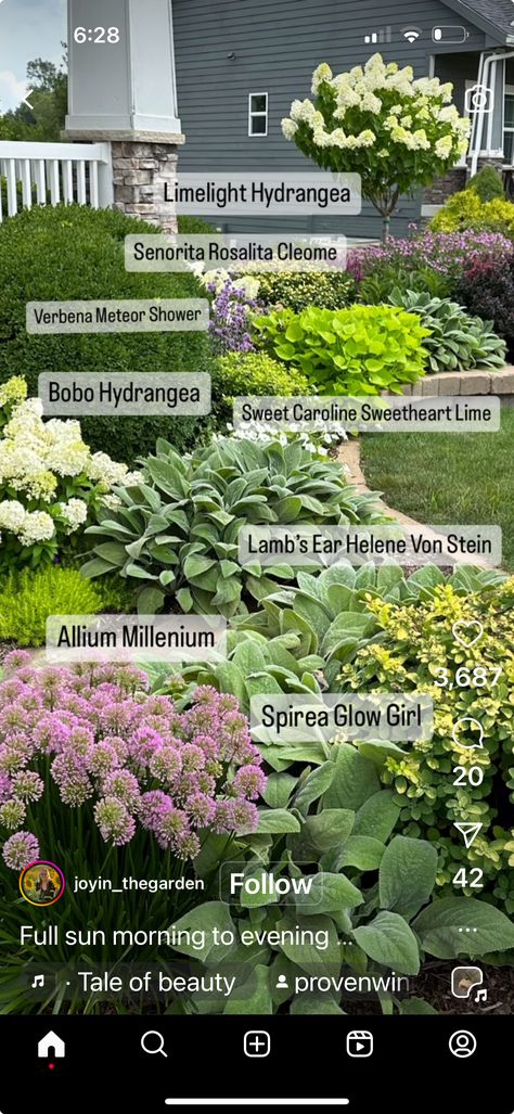 Midwest Landscaping, Limelight Prime Hydrangea Landscaping, Hydrangea And Allium Garden, Hydrangea Companion Plants Front Yards, Endless Summer Hydrangea Landscaping, Bloomstruck Endless Summer Hydrangea, Limelight Hydrangea, Garden Shrubs, Home Landscaping