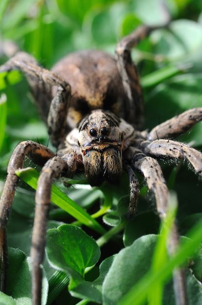 Amazing facts about wolf spiders Spider Facts, Creepy Insects, Beautiful Spiders, Spider Fact, Spider Bite, Arachnids Spiders, Spider Species, Foto Macro, Wolf Spider