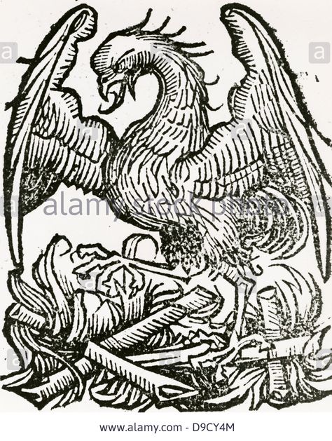 The Phoenix, A Fabulous Bird Which At The End Of Life Makes A Nest Stock Photo, Picture And Royalty Free Image. Pic. 57447732 Phoenix Art, Phoenix Bird, Phoenix Rising, Printable Adult Coloring Pages, Magic Aesthetic, Occult Art, Signet Rings, Medieval Art, Fantastic Beasts