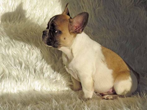 Fawn-Pied-Male-French-Bulldog-Puppy White French Bulldogs, French Bulldog Puppy, Cute French Bulldog, French Bulldog Puppies, Cute Dogs And Puppies, Bulldog Puppies, French Bulldog, Dogs And Puppies, Bulldog