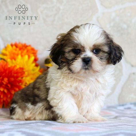 Shih-tzu Puppies For Sale • Adopt Your Puppy Today • Infinity Pups Puppies For Sale Near Me Free, Chow Puppies For Sale, Cute Puppies For Sale, Shih Tzu For Sale, Shih Tzu Puppies, Puppies For Sale Near Me, Puppy Finder, Teacup Puppies For Sale, Shih Tzu Puppy