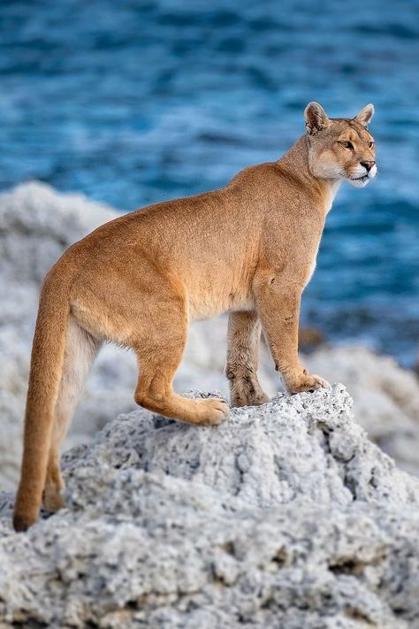 Puma Pictures, Puma Aesthetic, Puma Tattoo, Pumas Animal, Puma Animal, Big Cat Species, Inca Tattoo, Paws And Claws, Puma Cat