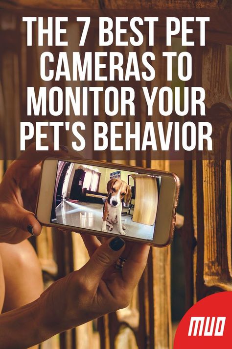 First Time Pet Owner Tips, Dogs Close To The Camera, Dog Close To Camera, Best Pet Vacuum, Pet Cam, Nanny Cam, Simple Camera, Pet Camera, Life App