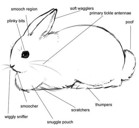 Bunny parts Rabbit Anatomy, Bunny Meme, Pet Rabbit Care, Pet Bunny Rabbits, Rabbit Life, Bunny Care, Bunny Cages, Bunny Mom, Rabbit Care