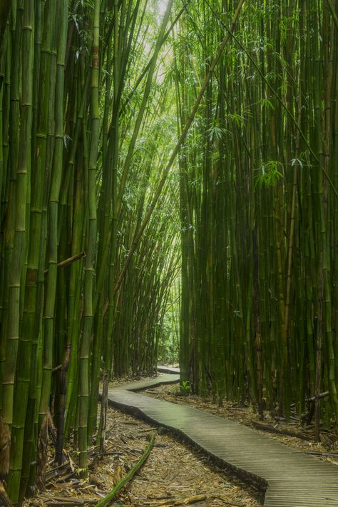 ... Mysterious Bamboo Forest, Haleakala National Park, Maui, HI | by Dr. P Forest Garden Ideas, Forest Gardens, Bamboo Landscape, Enchanting Forest, Gardens Ideas, Haleakala National Park, Amoled Wallpapers, Bamboo Art, Bamboo Garden