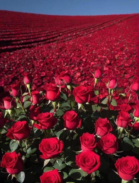 Red Rose Bush Aesthetic, Rose Field Aesthetic, Red Rose Field, Rose Field, Sahara Rose, Pretty Flowers Pictures, Field Of Roses, Good Morning Facebook, Red Spider Lily