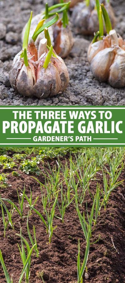 Propagate Garlic, Garden Ideas Large, Garlic Garden, Garden Ideas Driveway, Easy Gardening Ideas, Growing Garlic, Beginners Gardening, Garden Ideas Cheap, Meteor Garden 2018