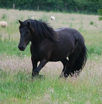 Fell pony Fell Horse, Fell Pony, Highland Pony, All Horse Breeds, Pony Breeds, Horse Therapy, Black Horses, Mini Horse, Black Animals