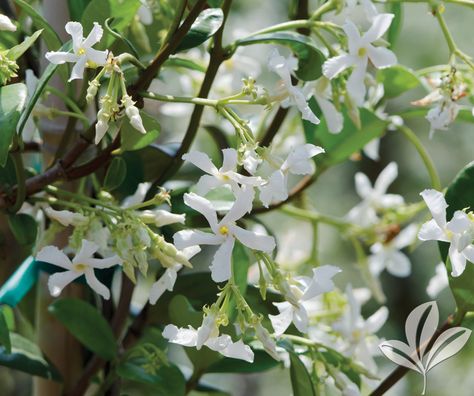 Star Jasmine Trachelospermum jasminoides Produces masses of star-shaped, fragrant, white flowers in late spring. Evergreen, … Continue reading JASMINE star → Rhyncospermum Jasminoides, Trachelospermum Jasminoides, Jasmine Star, Stock List, Star Jasmine, Green Oval, Late Spring, Star Shape, Outdoor Garden