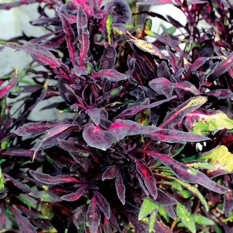 Coleus FANCY FEATHERS™ Black | TERRA NOVA® Nurseries, Inc. Coleus Care, Coleus Plant, Goth Garden, Plant Catalogs, Terra Nova, Starter Plants, Orange Leaf, Flower Spike, Black Leaves