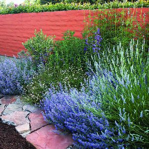 Catmint (Nepeta x faassenii), Lavendula x intermedia 'Provence' (French Lavender, Salvia uliginosa (Bog Sage), Leonotis leonurus (Lion's tail), Penstemon, Santa Barbara Daisy, don't use, very invasive. Garden Border, Plants Growing, Blue Garden, Backyard Fences, Garden Borders, Garden Fencing, Gorgeous Gardens, Garden Fence, Front Garden