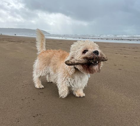 A mustard Dandie Dinmont Terrier enjoying Westward Ho! Terrier Mix Haircut, Western Terrier, Dandi Dinmont Terrier, Terrier Mix Breeds, Wheaten Terrier Mix, Dog Types, Dandie Dinmont Terrier, Dog Pack, Every Dog Breed