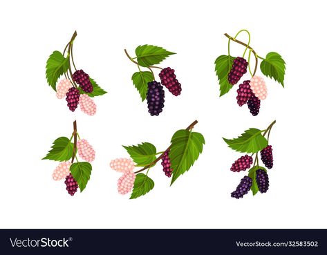 Mulberry Tree Tattoo, Mulberry Tattoo, Mulberry Branch, Mulberry Fruit, Pink Berries, Mulberry Leaf, Tree Artwork, Mulberry Tree, Fruit Flowers