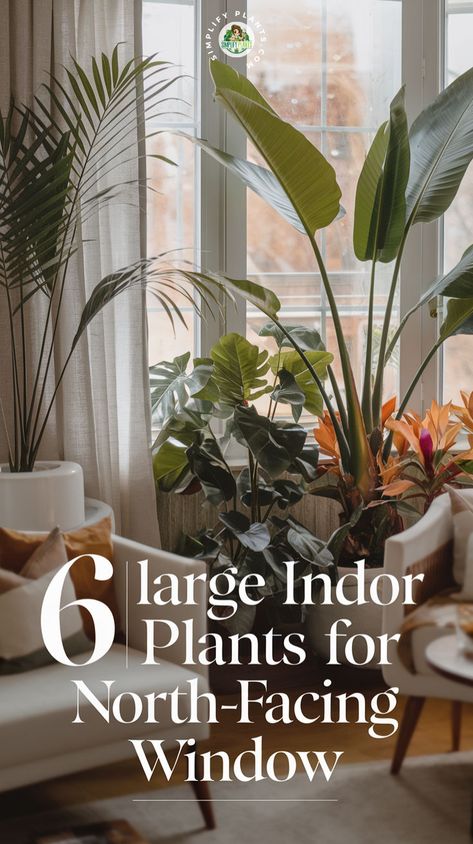 "Discover the 6 large houseplants perfect for your north-facing windows! These best indoor plants for low light thrive in dim conditions, making them ideal for dark rooms. From tall indoor plants to stunning low light indoor trees, enhance your space with greenery that flourishes without direct sunlight. Transform your home with these resilient and beautiful indoor plants!" Tall Indoor Plants Low Lights, Indoor Plants For Low Light, Large Houseplants, Plants For Low Light, Beautiful Indoor Plants, Tall Indoor Plants, Dark Rooms, Indoor Plants Low Light, Large Indoor Plants