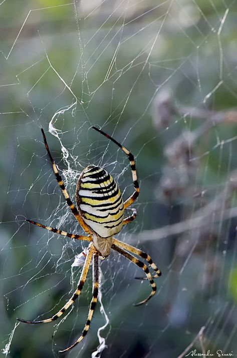 .....spider....... by Alessandro Serresi Spider Web Drawing, Arachnids Spiders, Spider Pictures, Types Of Spiders, Spider Species, Spider Web Tattoo, Real Spiders, Garden Spider, Spider Costume