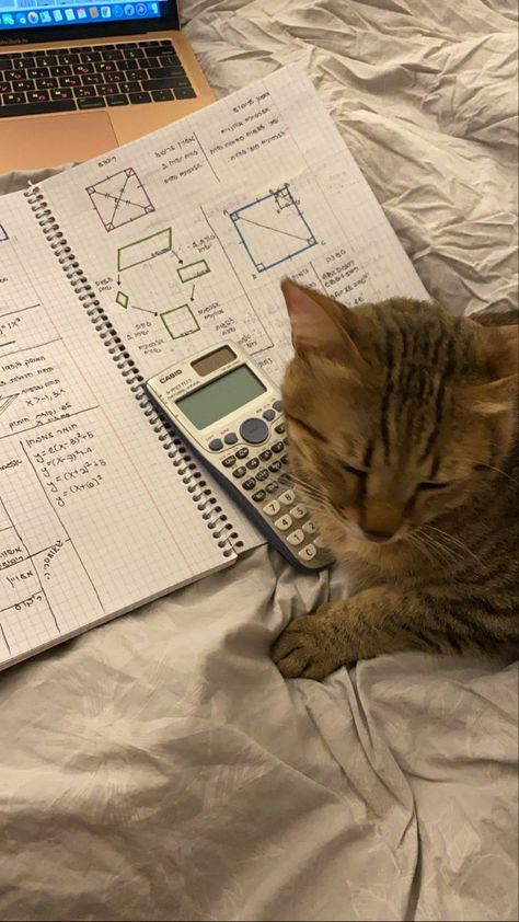 Studying in 2022 | Funny animals, Cats, Animals Baby Cats Cute, Cat Questions, Studying Funny, Studying Memes, Health Signs, Pet Blog, Cat Icon, Cat Top