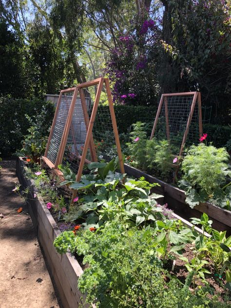 Support your veggies! - Hope Gardens Hope Gardens Support your veggies! - Hope Gardens | This is homegrown. Garden Wallpaper, Diy Raised Garden, Potager Garden, Garden Help, Veg Garden, Vegetable Garden Design, Home Vegetable Garden, Garden Cottage, Garden Trellis