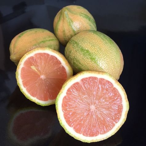 Younger Pink lemons are variegated, with green and off white stripes on the outside, and a rosé hued pink flesh inside. Pink lemons have a tangy and tart flavor, a rich lemon scent and very few seeds if any. Pink Lemon Tree, Lemon Tree From Seed, Eureka Lemon, Meyer Lemon Tree, Citrus Plant, Lemon Trees, Hardiness Zones, Lemon Fruit, Rare Seeds