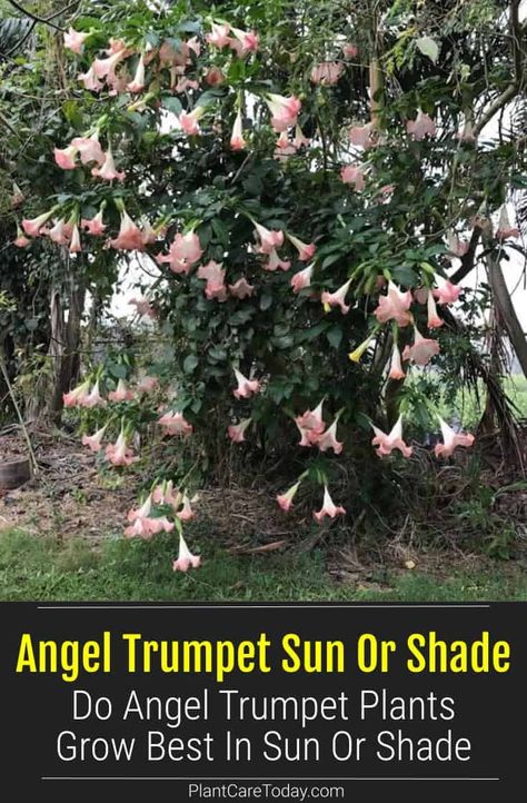 Angel Trumpet plants are relatively easy to care for but do best given the right conditions - sun or shade. Brugmansia produces gorgeous, fragrant blooms and shiny, dark green leaves. Angels Trumpet Flower, Trumpet Plant, Angel Trumpets, Angel Trumpet Plant, Container Arrangements, Angels Trumpet, Plant Leaves Turning Yellow, Dark Green Leaves, Angel Trumpet