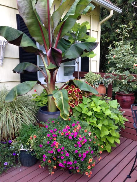 Late season deck pots.  Look at that red banana tree! Banana Tree In Pot Outdoor, Potted Banana Plant, Banana Plant Outdoor Pot, Banana Tree Garden Ideas, Potted Banana Tree, Banana Trees In Pots, Banana Plants In Pots, Banana Tree Landscape, Big Pots For Plants Ideas