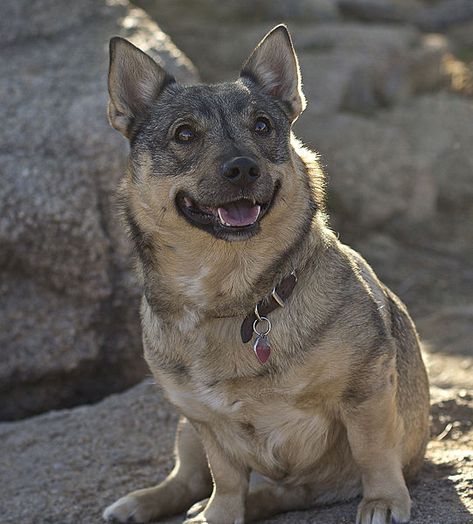 Wolf Corgi, Swedish Vallhund, Rare Dogs, Rare Dog Breeds, Wolf Hybrid, Spitz Dogs, Corgi Mix, Farm Dogs, Rough Collie