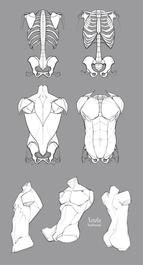 Male Chest Anatomy Drawing, Body Anatomy Drawing Shapes, Male Stomach Reference, Body Folds Reference, Male Torso Muscle Anatomy, Ribcage Anatomy Drawing, Male Skeleton Anatomy, Abs Study Drawing, Side Profile Muscle Drawing