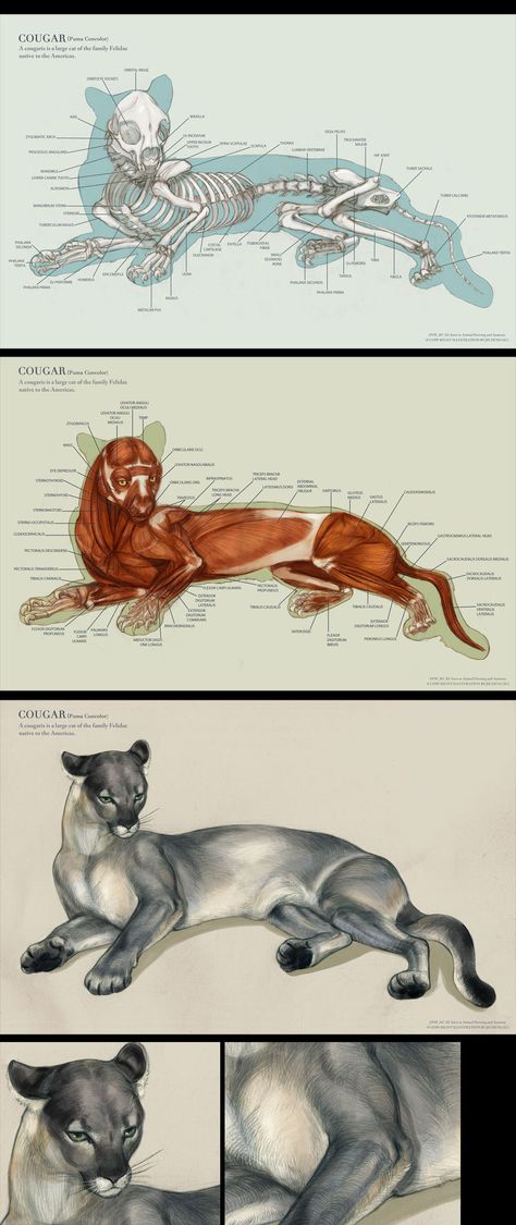 Cougar anatomy by IC-ICO on DeviantArt Feline Anatomy, Skeleton Anatomy, Cat Anatomy, Animal Skeletons, Horse Anatomy, Human Figure Drawing, Animal Study, Animal Science, Animal Drawing