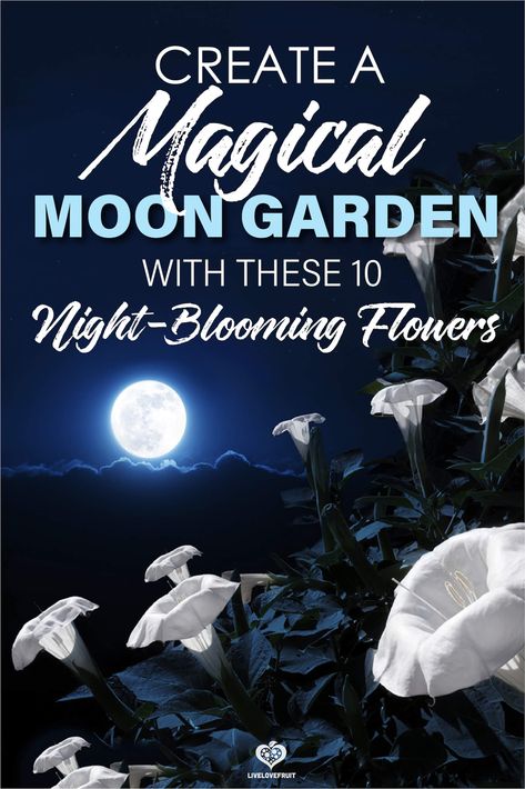 What if you could duplicate a starry night sky, but in your garden instead? These 10 night-blooming flowers can help you achieve just that! #gardening #garden #flowergarden #flowers #moongarden #moonflowers #nightbloomingflowers #moongardenideas #moongardenatnight #moongardenplants Florida Gardens Ideas, Moon Gardens, Decor Garden Ideas, Laurel Shrub, Porch Fence, Garden Themes, Witchy Garden, Night Blooming Flowers, Florida Garden