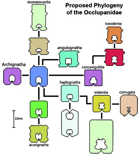 Cryptozoology: Proposed Phylogeny of the Occlupanidae Bread Tags, Bread Clip, Bread Bags, Geek Out, Field Guide, Psych, Best Funny Pictures, I Tattoo, Inspire Me