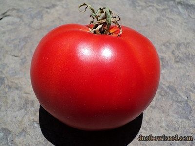 Super Sioux Tomato Seeds Old Variety by WeSayTomato on Etsy, $2.00 Heirloom Tomato, Heirloom Vegetables, Tomato Seeds, Freshly Picked, Tomato Plants, Heirloom Tomatoes, Garden Stuff, Sioux, Caicos Islands