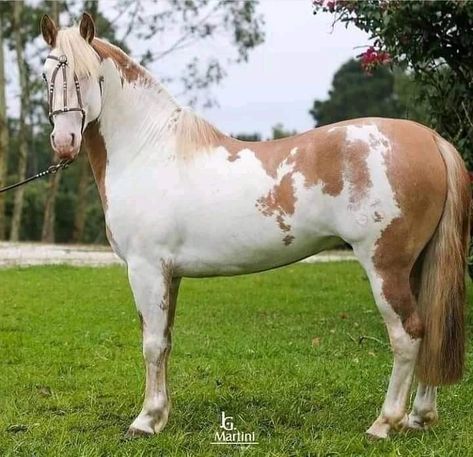 Criollo Horse, Mules Animal, All Horse Breeds, Horse Markings, American Paint Horse, Dream Horse, Horse Gear, Most Beautiful Horses, Appaloosa Horses