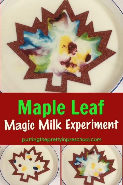 Try this mesmerizing color magic milk experiment today! A maple leaf frame adds an artistic twist to the kitchen science experiment. Canada Day Science Experiment, Maple Syrup Activities Preschool, Seasonal Science Experiments, Maple Syrup Activities For Kids, Maple Syrup Crafts For Kids, Thanksgiving Science Experiments Preschool, Maple Leaf Crafts For Kids, Leaf Science Experiments Preschool, Leaf Science Experiments