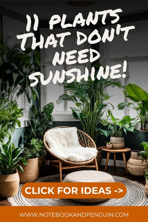 low light plants in a reading corner with no sunlight Lighting For Dark Rooms, Plants For Dark Rooms, Dark Rooms, Indoor Plants Low Light, Reading Corners, Dracaena Plant, Meditation Corner, Meditation Rooms, Chinese Evergreen