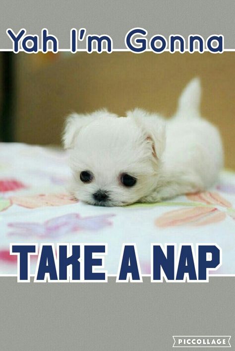 Apparently its nap time! :)  #adorable Afternoon Naps Quotes, Taking A Nap, Nap Time Funny, Nap Time Quotes, Still Awake Meme Funny, Naps Funny, Nap Meme, Going To Sleep Meme Funny, Need A Nap Meme Funny