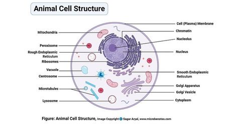 Definition of animal cell An animal cell is a eukaryotic cell that lacks a cell wall, and it is enclosed by the plasma membrane. The cell organelles are enclosed by the plasma membrane including the cell nucleus. Unlike the animal ... Read more The post Animal Cell- Definition, Organelles, Structure, Parts, Functions, Labeled Diagram, Worksheet appeared first on Microbe Notes. Plant Cell Organelles, Cells Drawing, Animal Cell Drawing, Cell Definition, Animal Cell Organelles, Animal Cell Structure, Plant Cell Diagram, Cell Diagram, Cells Worksheet