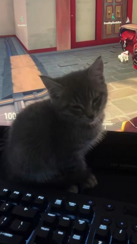 #cat #valorant #gaming #cute Valorant Cat Pfp, Cat Valorant, Jason Core, Pfp Gaming, Playing Valorant, Cat Gaming, Kitty Games, Cat Icon, Cat Playing