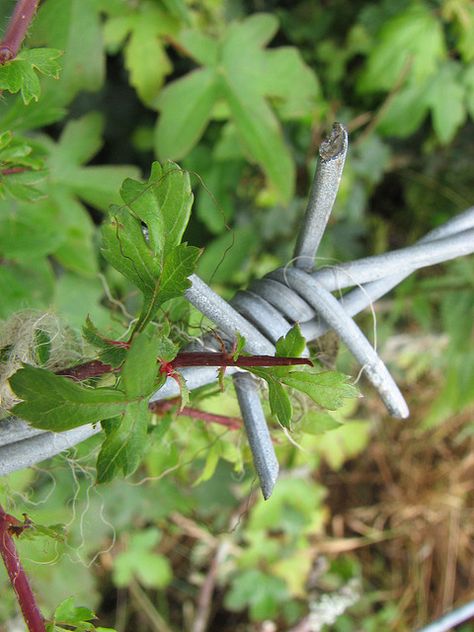 nature vs man photography | Nature Vs Man-made | Flickr - Photo Sharing! Man Made Vs Natural Art, Nature Vs Manmade Art, Nature Vs Man Made Photography, Man Made Vs Natural Art Gcse, Man Vs Nature Photography, Man Made Vs Nature, Natural Vs Manmade, Nature Vs Manmade, Hawthorn Hedge