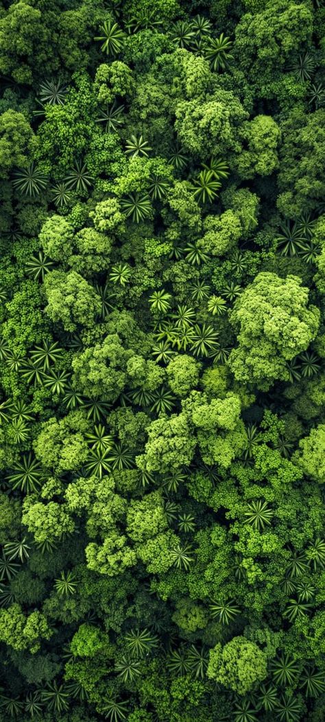 Forest Top View, Whatsapp Profile Wallpaper, Nature Film, Black Lives Matter Art, Qhd Wallpaper, Iphone Wallpaper Lights, Nature Iphone Wallpaper, Best Nature Wallpapers, Architecture Wallpaper