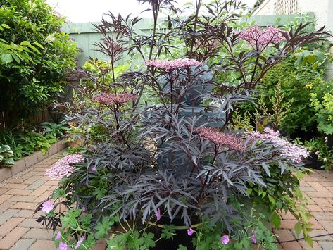 Sambucus Black Lace, Sambucus Nigra Black Lace, Black Lace Elderberry, Sambucus Nigra, Goth Garden, Garden Therapy, Landscaping Inspiration, Cottage Garden Design, Garden Umbrella