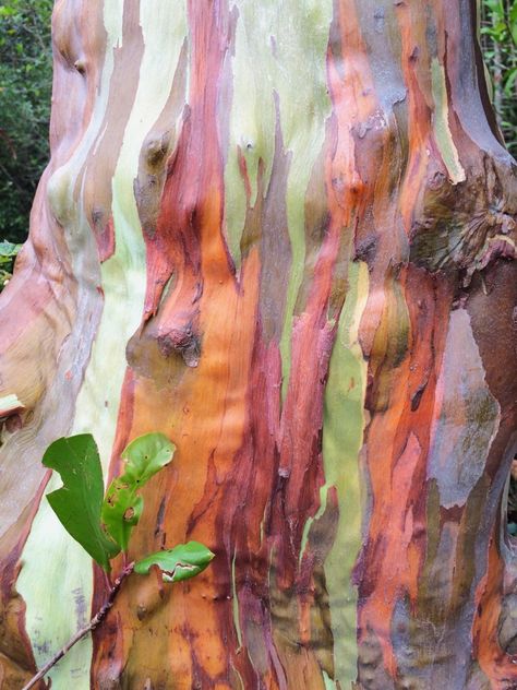 Rainbow Eucalyptus, Whatever Forever, Oc Pokemon, Road To Hana, Have Inspiration, Mother Earth, Beautiful World, A Tree, Mother Nature