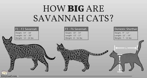 How Big are Savannah Cats? F5 Savannah Cat, Largest Domestic Cat, Large Domestic Cat Breeds, Savannah Cats, Domestic Cat Breeds, F2 Savannah Cat, Cat Whisperer, Munchkin Cat, Cat Spray