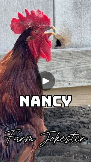 230K views · 1.5K reactions | Nancy come get your rooster!#rooster #chickens #comedy #goose #geese #funnyanimals #featheryfinetime #motherclucker #farmjokester #nameyellingchicken | Farm Jokester | Farm Jokester · Original audio Rooster Crowing Sound, Rooster Crowing, Voice Artist, Rooster, Funny Animals, Audio, The Originals, Quick Saves