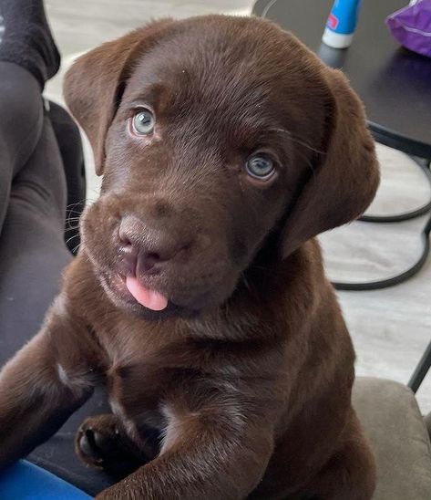 Labrador Puppy Chocolate, Brown Labrador, Chocolate Lab Puppies, Chocolate Labrador Retriever, Adventure Seeker, Lab Puppy, Lab Dogs, Very Cute Dogs, Chocolate Labrador